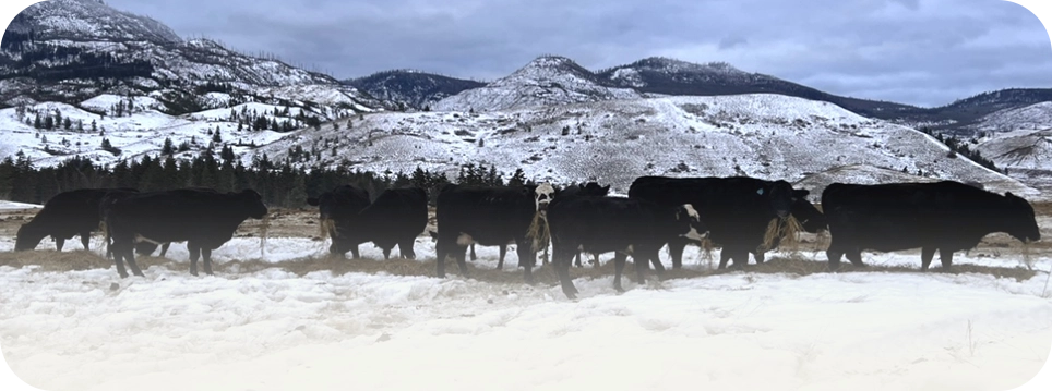 Monette Farms Cattle